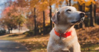 Chien avec un collier anti-aboiement