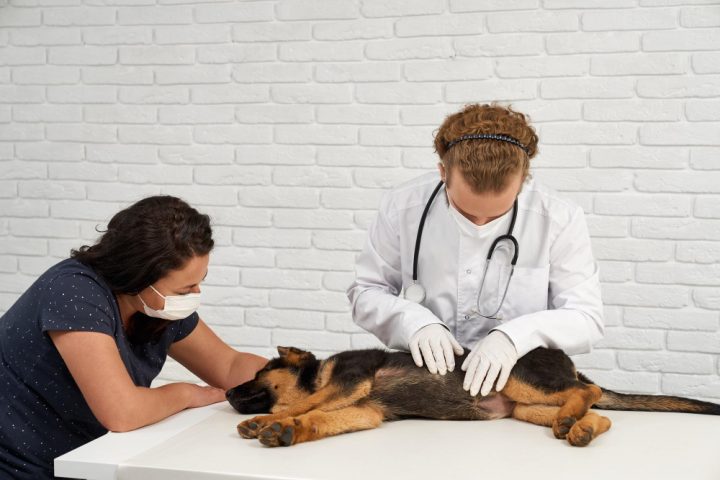 un vétérinaire soignant un chien