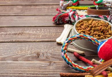 des croquettes pour chien dans une gamelle